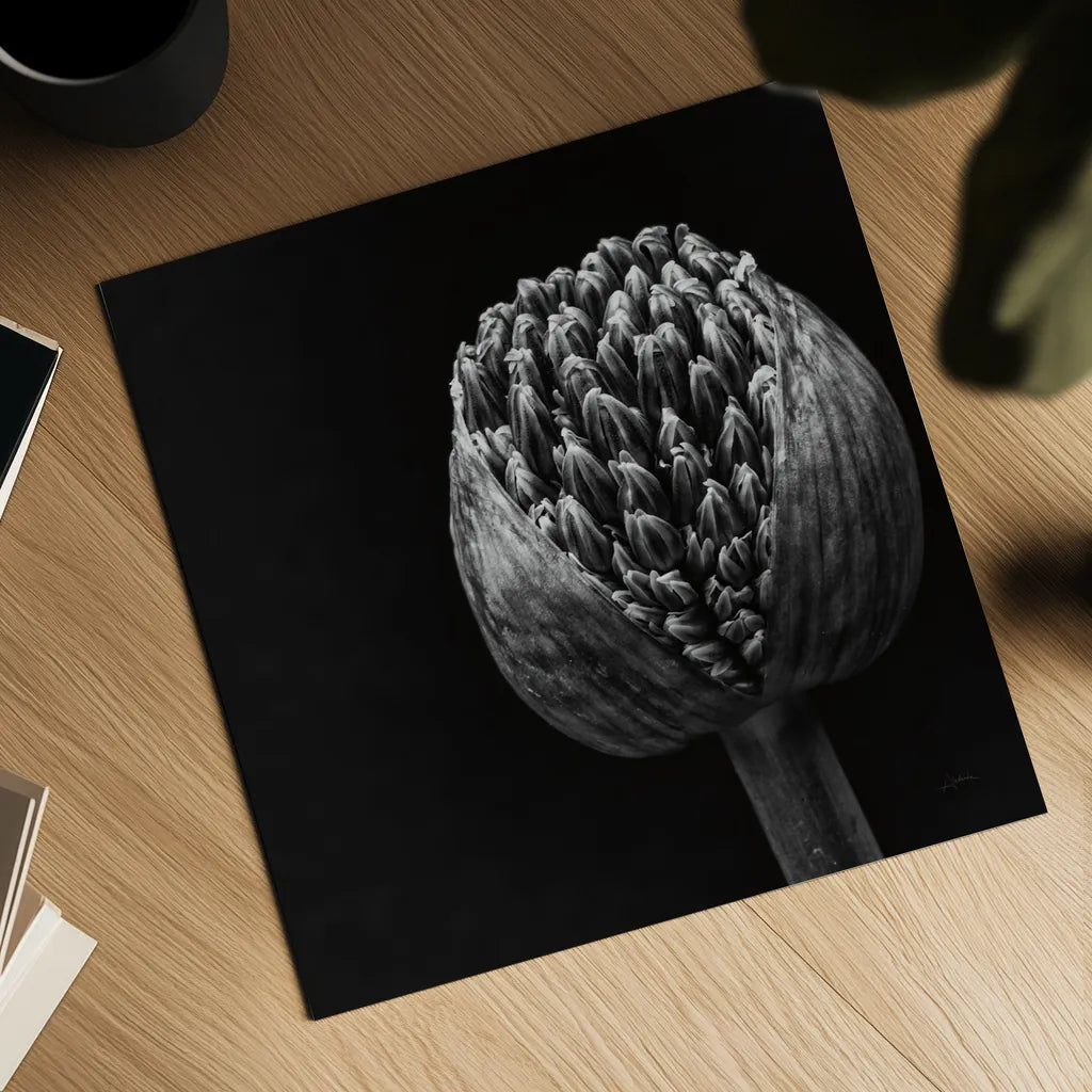 Allium II by Aledanda. Shown as a detailed flat fine art print, highlighting archival giclee quality. Available as an archival giclee rolled canvas, fine art paper, or poster print. SKU 55259a.