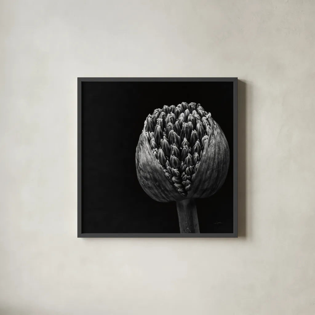 Allium II by Aledanda. Shown in a sleek black glass frame for a contemporary gallery look. Available as an archival giclee rolled canvas, fine art paper, or poster print. SKU 55259a.