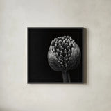 Allium II by Aledanda. Shown in a sleek black glass frame for a contemporary gallery look. Available as an archival giclee rolled canvas, fine art paper, or poster print. SKU 55259a.