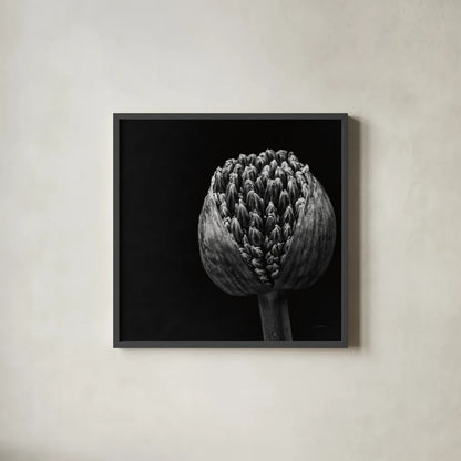 Allium II by Aledanda. Shown in a sleek black glass frame for a contemporary gallery look. Available as an archival giclee rolled canvas, fine art paper, or poster print. SKU 55259a.