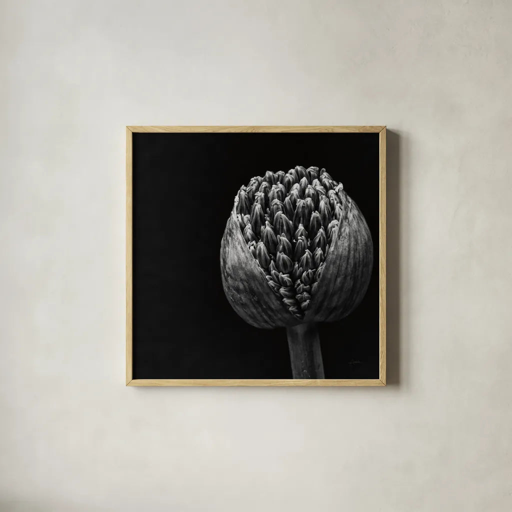 Allium II by Aledanda. Shown in a natural wood glass frame for a timeless modern aesthetic. Available as an archival giclee rolled canvas, fine art paper, or poster print. SKU 55259a.