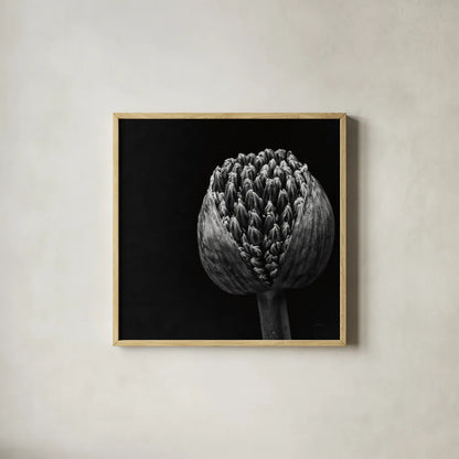 Allium II by Aledanda. Shown in a natural wood glass frame for a timeless modern aesthetic. Available as an archival giclee rolled canvas, fine art paper, or poster print. SKU 55259a.