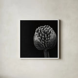 Allium II by Aledanda. Shown in a crisp white glass frame for a clean and minimalist style. Available as an archival giclee rolled canvas, fine art paper, or poster print. SKU 55259a.