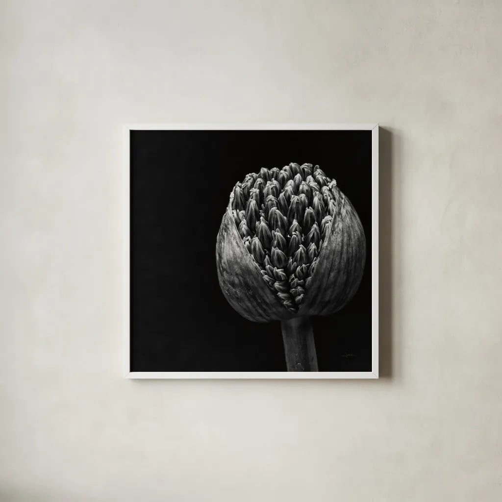 Allium II by Aledanda. Shown in a crisp white glass frame for a clean and minimalist style. Available as an archival giclee rolled canvas, fine art paper, or poster print. SKU 55259a.