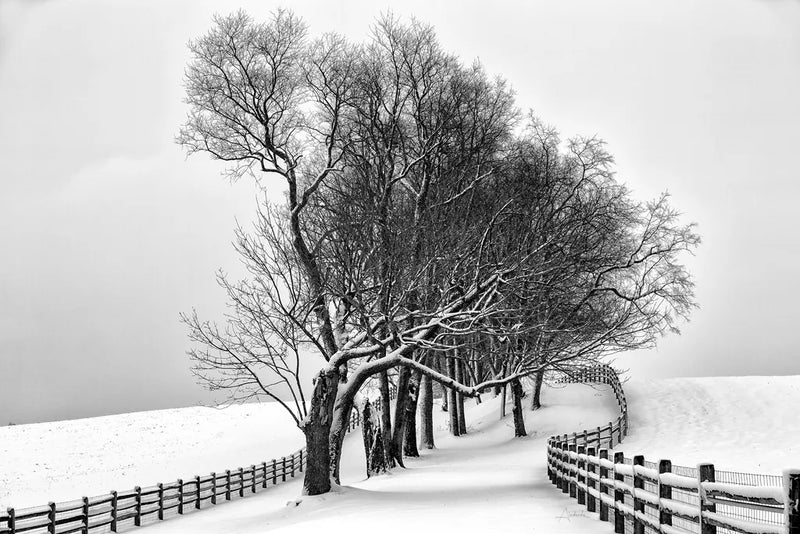 Along the Lane I by Aledanda. SKU 38040i. Archival Giclee Fine art print for wall decor.