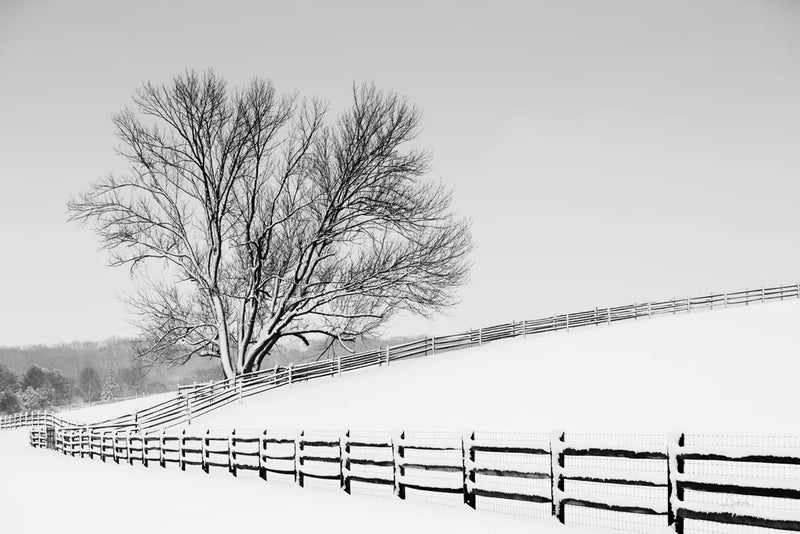 Along the Lane II by Aledanda. SKU 38041i. Archival Giclee Fine art print for wall decor.
