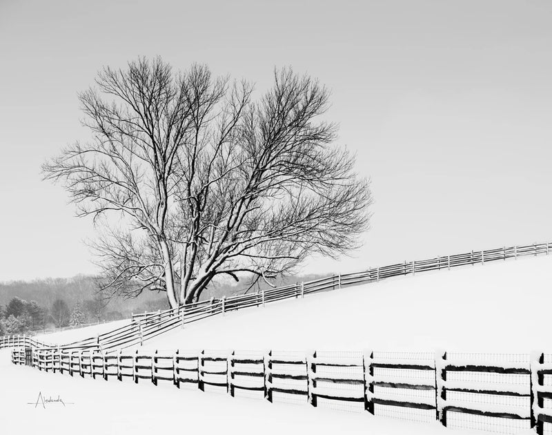 Along the Lane II Crop by Aledanda