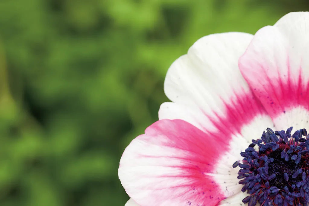 Anemone Blossom II by Aledanda. SKU 37466i. Archival Giclee Fine art print for wall decor.