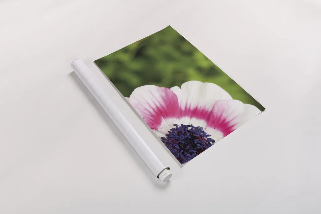 Anemone Blossom II by Aledanda. shown as a rolled paper print. Available as archival giclee rolled canvas, fine art paper, or poster print. SKU 37466i.