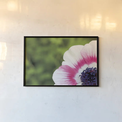 Anemone Blossom II by Aledanda. shown as a paper print in a black flame. Available as a archival giclee rolled canvas, fine art paper, or poster print. SKU 37466i.