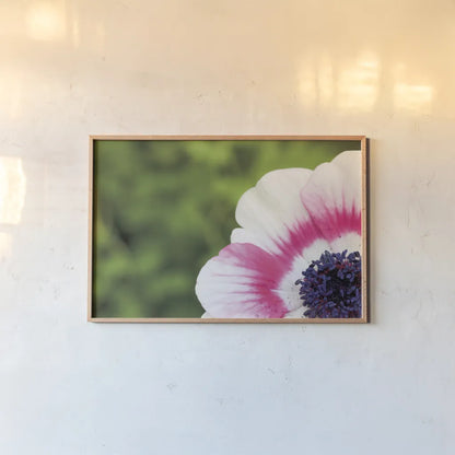 Anemone Blossom II by Aledanda. shown as a paper print in a natural frame. Available as a archival giclee rolled canvas, fine art paper, or poster print. SKU 37466i.