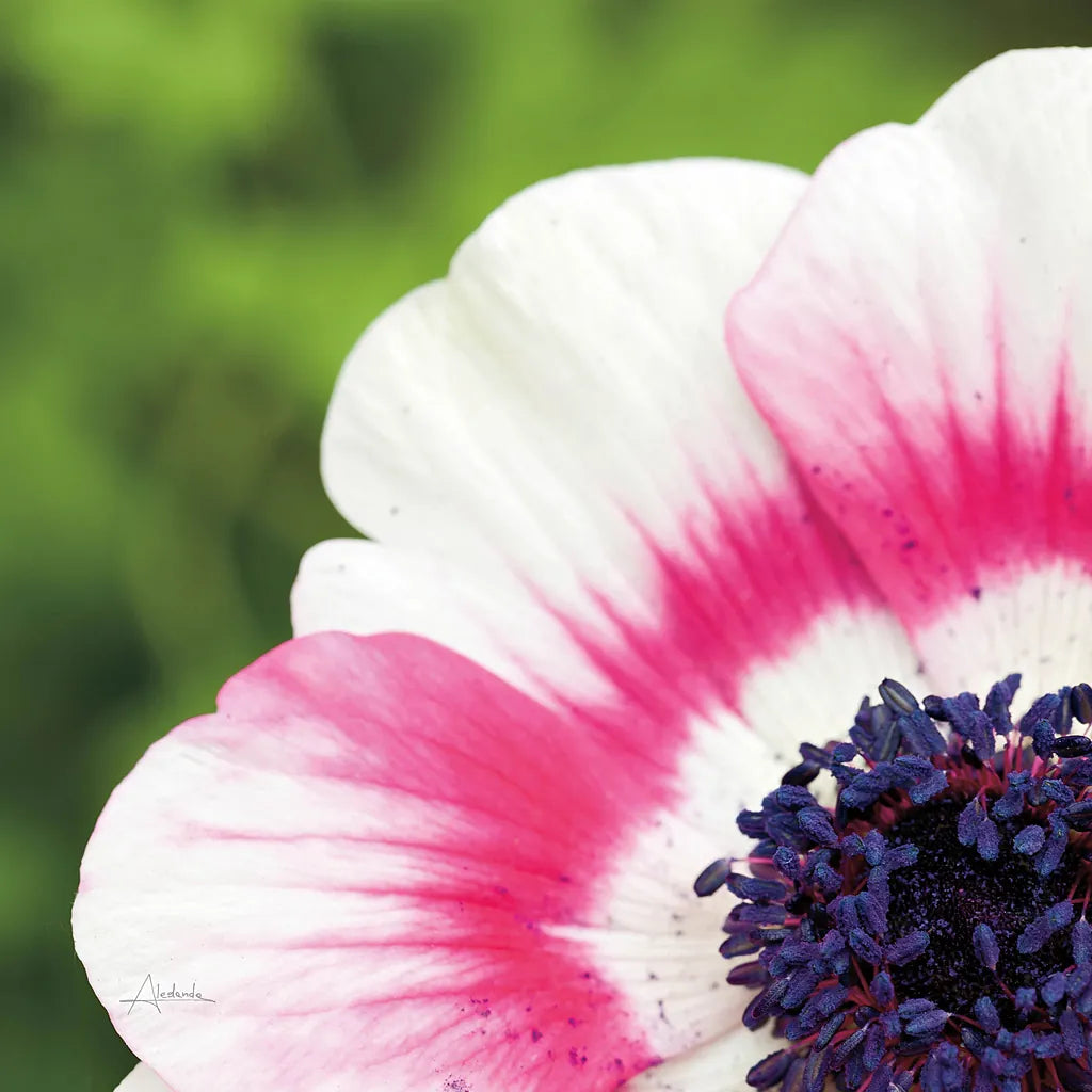 Anemone Blossom II Square by Aledanda. SKU 37466a. Archival Giclee Fine art print for wall decor.