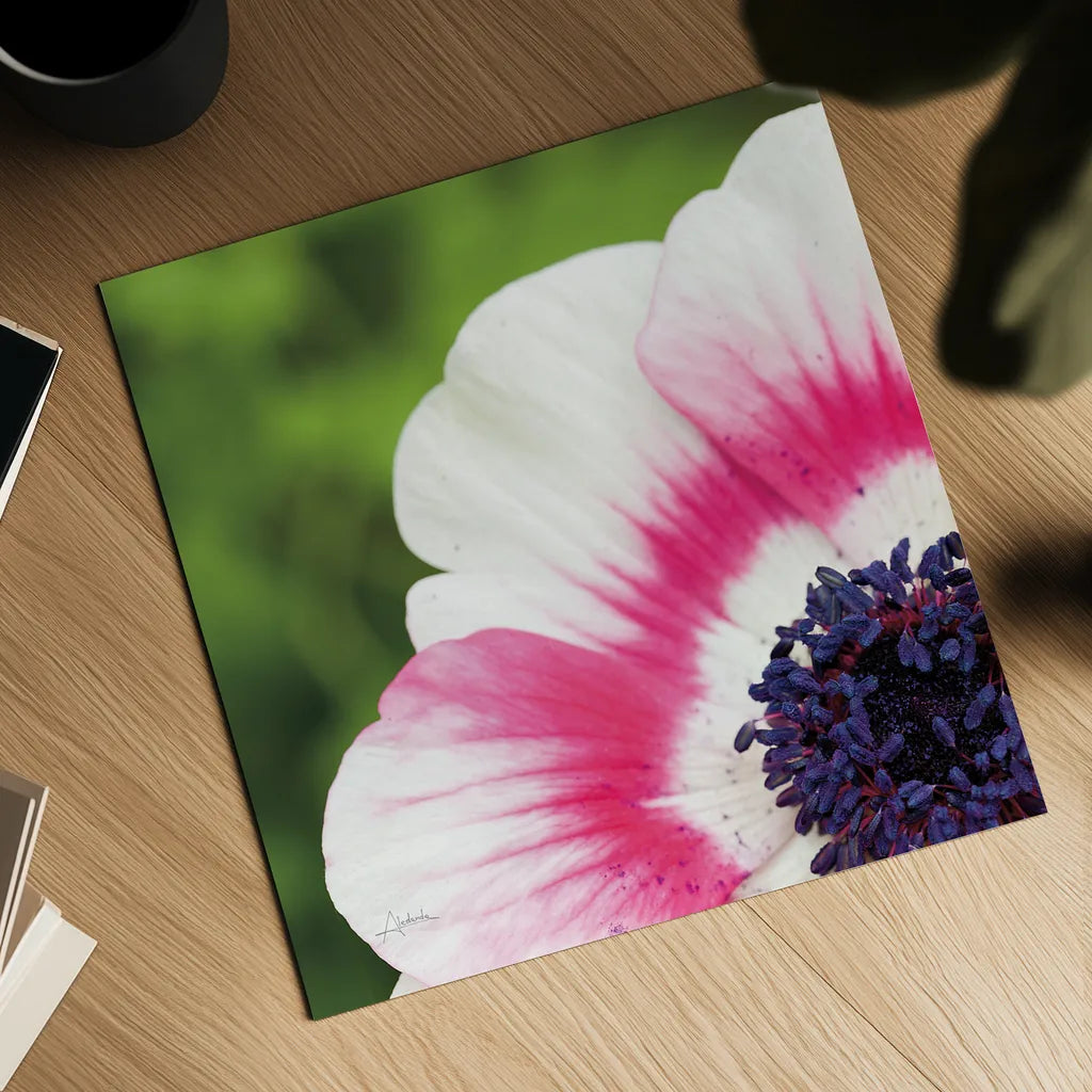 Anemone Blossom II Square by Aledanda. Shown as a detailed flat fine art print, highlighting archival giclee quality. Available as an archival giclee rolled canvas, fine art paper, or poster print. SKU 37466a.
