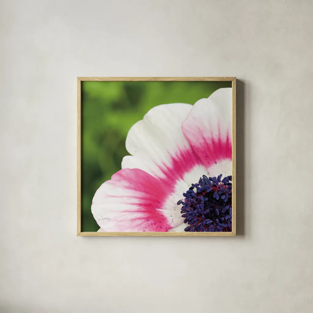 Anemone Blossom II Square by Aledanda. Shown in a natural wood glass frame for a timeless modern aesthetic. Available as an archival giclee rolled canvas, fine art paper, or poster print. SKU 37466a.