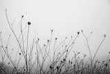 Autumn Grasses by Aledanda. SKU 71236i. Archival Giclee Fine art print for wall decor.