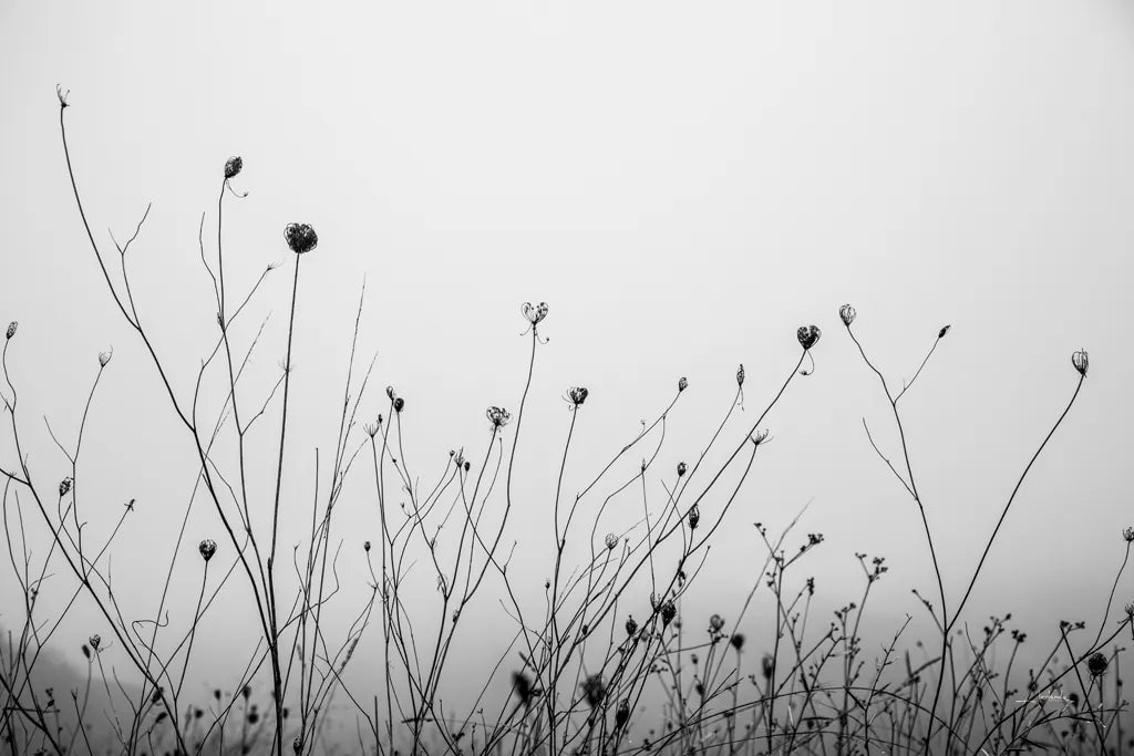 Autumn Grasses by Aledanda. SKU 71236i. Archival Giclee Fine art print for wall decor.