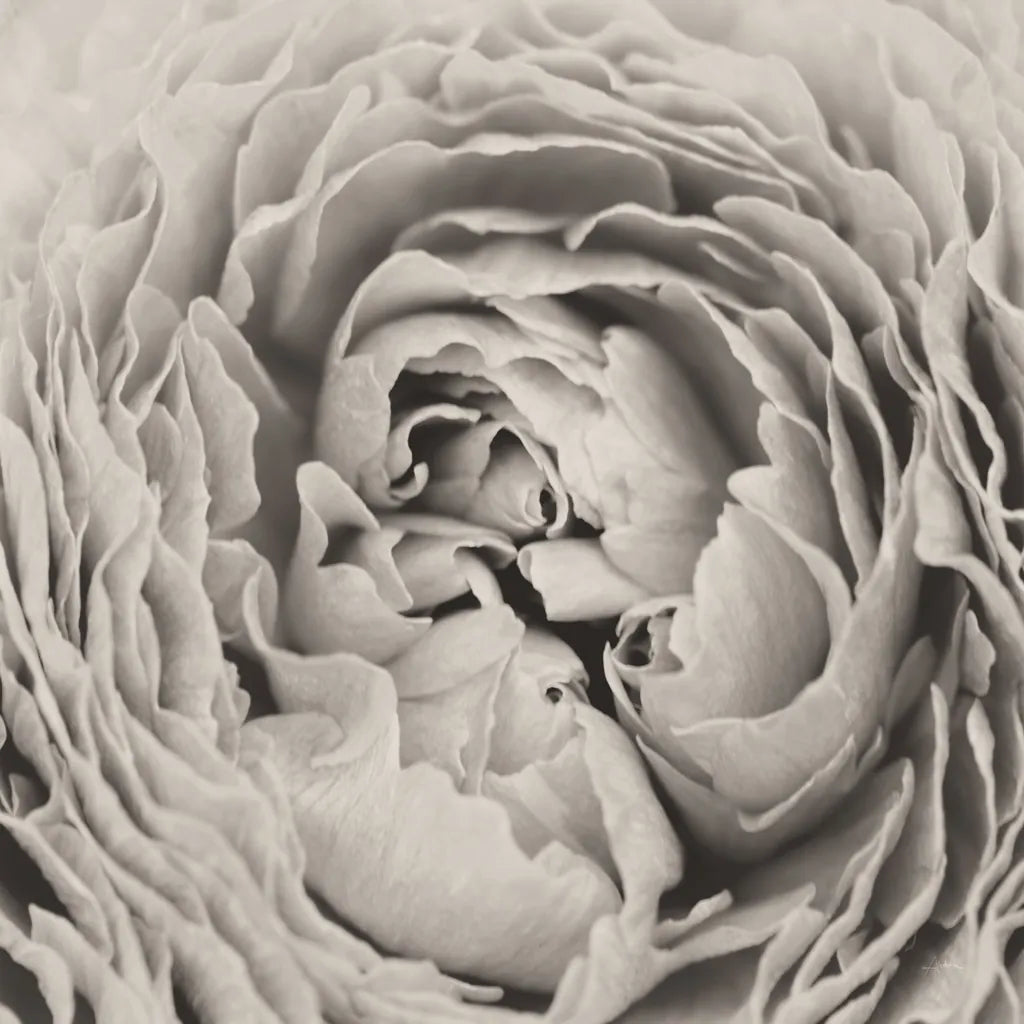 BW Peony by Aledanda. SKU 43251a. Archival Giclee Fine art print for wall decor.