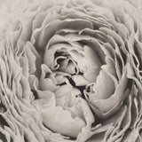 BW Peony by Aledanda. SKU 43251a. Archival Giclee Fine art print for wall decor.
