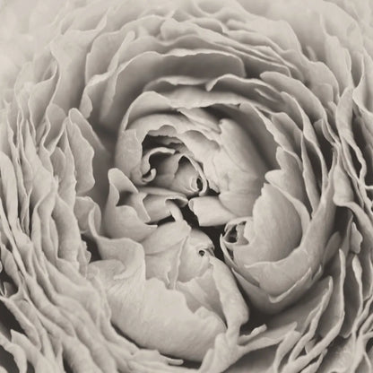 BW Peony by Aledanda. SKU 43251a. Archival Giclee Fine art print for wall decor.