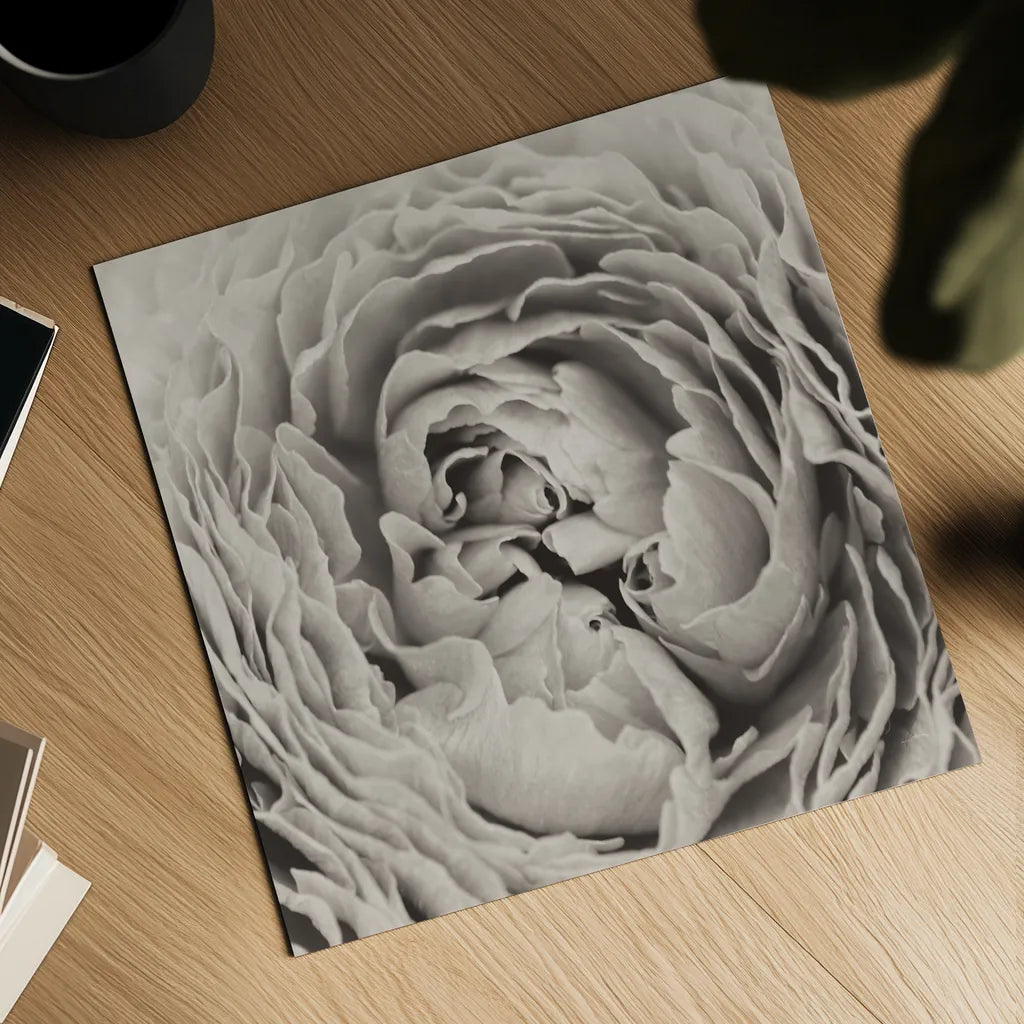 BW Peony by Aledanda. Shown as a detailed flat fine art print, highlighting archival giclee quality. Available as an archival giclee rolled canvas, fine art paper, or poster print. SKU 43251a.