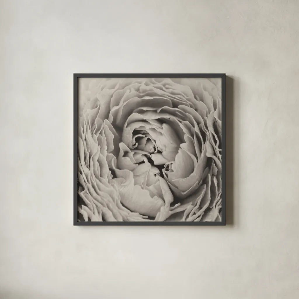 BW Peony by Aledanda. Shown in a sleek black glass frame for a contemporary gallery look. Available as an archival giclee rolled canvas, fine art paper, or poster print. SKU 43251a.