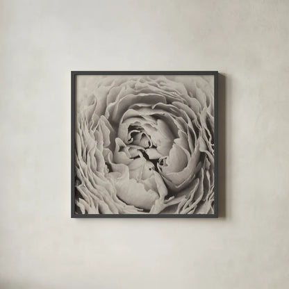 BW Peony by Aledanda. Shown in a sleek black glass frame for a contemporary gallery look. Available as an archival giclee rolled canvas, fine art paper, or poster print. SKU 43251a.