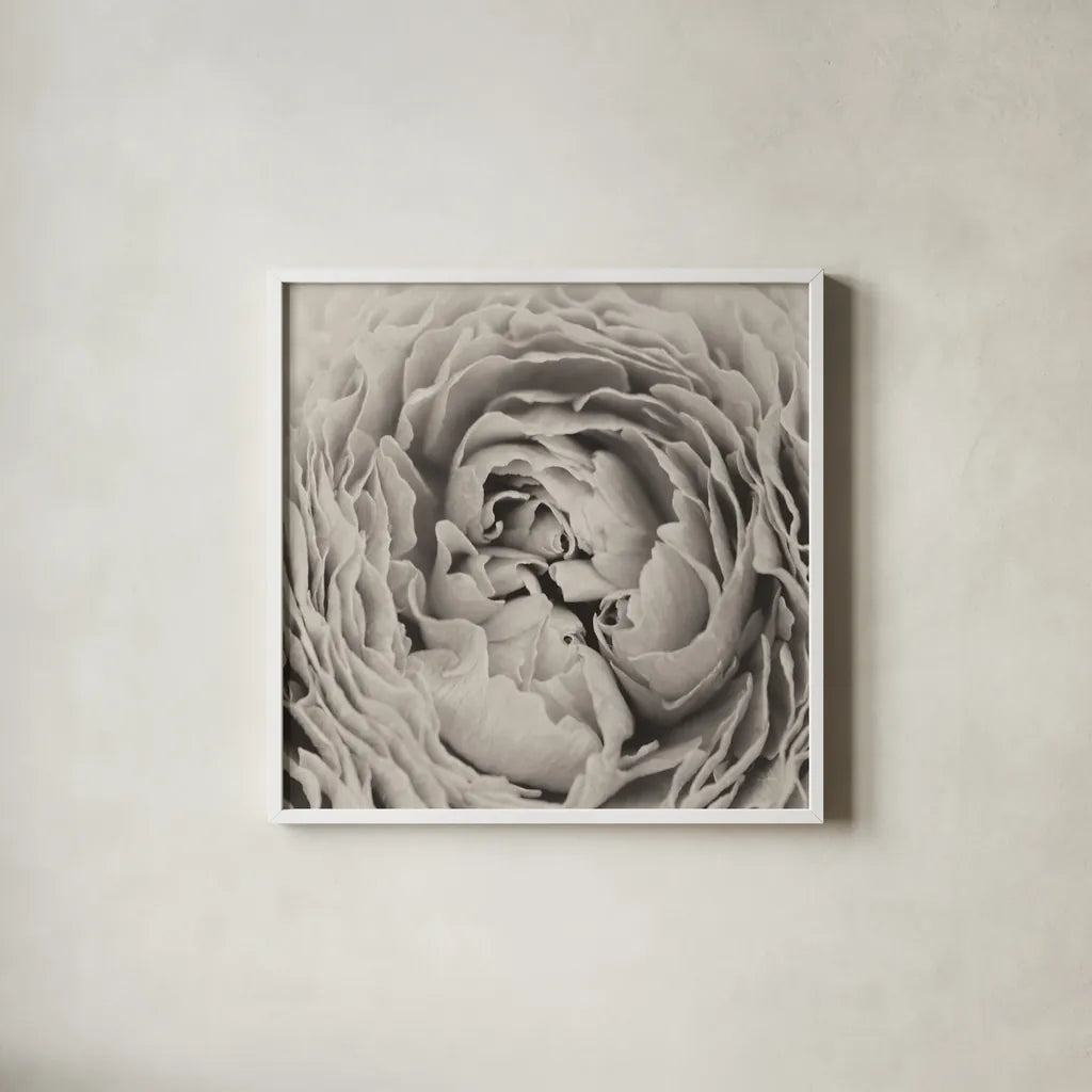 BW Peony by Aledanda. Shown in a crisp white glass frame for a clean and minimalist style. Available as an archival giclee rolled canvas, fine art paper, or poster print. SKU 43251a.