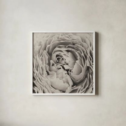BW Peony by Aledanda. Shown in a crisp white glass frame for a clean and minimalist style. Available as an archival giclee rolled canvas, fine art paper, or poster print. SKU 43251a.