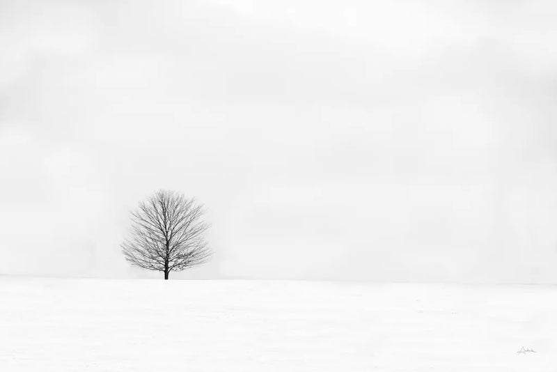 Bare Winter by Aledanda. SKU 37445i. Archival Giclee Fine art print for wall decor.