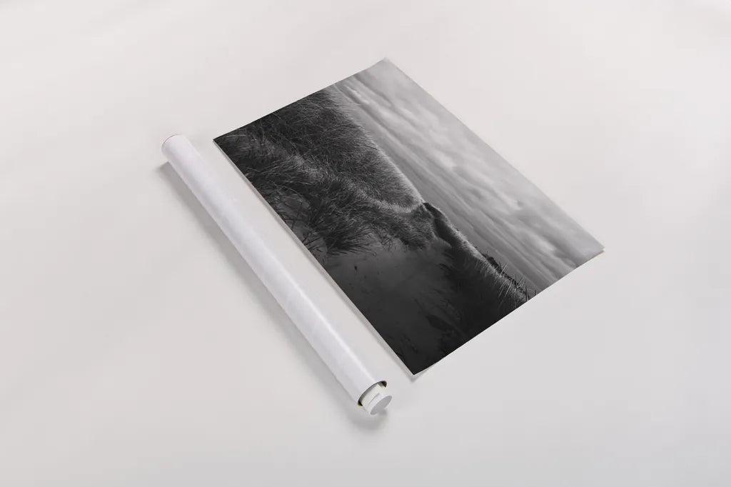 Beach Grasses by Aledanda. shown as a rolled paper print. Available as archival giclee rolled canvas, fine art paper, or poster print. SKU 64363i.