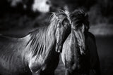 Buddies by Aledanda. SKU 47853i. Archival Giclee Fine art print for wall decor.