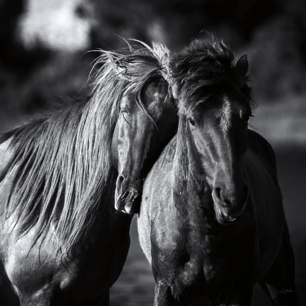 Buddies Crop by Aledanda. SKU 47853a. Archival Giclee Fine art print for wall decor.