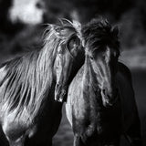 Buddies Crop by Aledanda. SKU 47853a. Archival Giclee Fine art print for wall decor.
