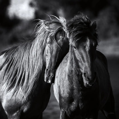 Buddies Crop by Aledanda. SKU 47853a. Archival Giclee Fine art print for wall decor.