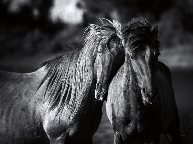 Buddies Crop by Aledanda