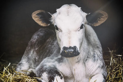 Busy Day Crop by Aledanda. SKU 38315i. Archival Giclee Fine art print for wall decor.