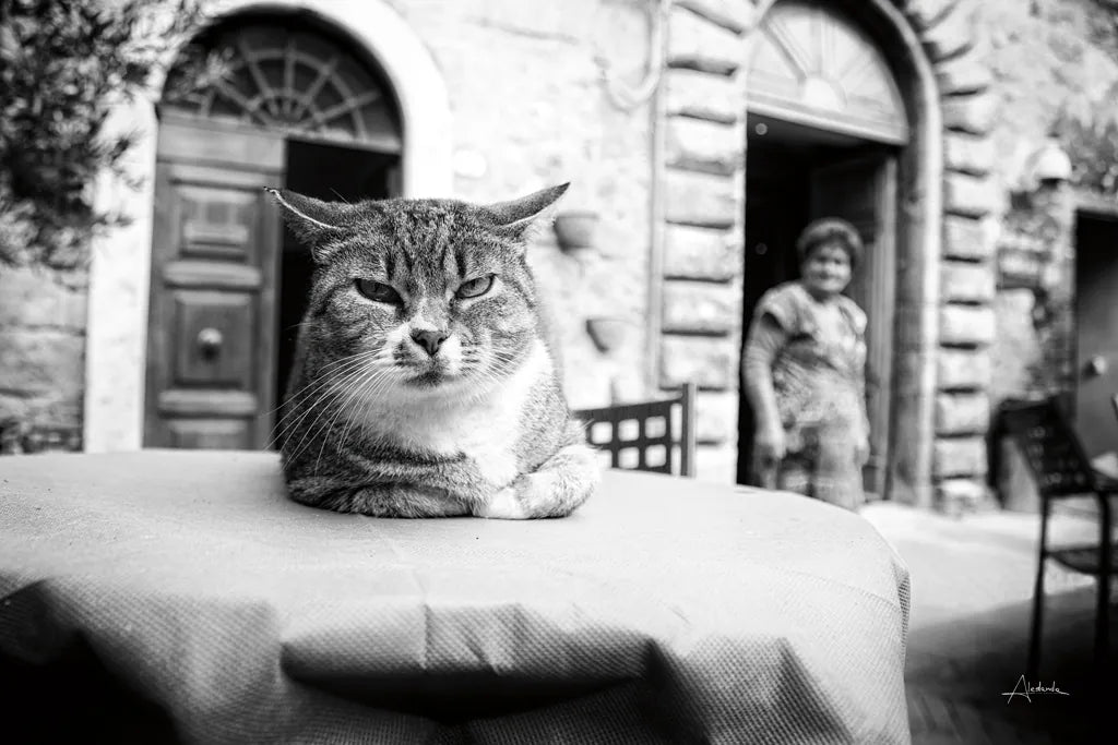 Cafe Cat by Aledanda. SKU 101053i. Archival Giclee Fine art print for wall decor.