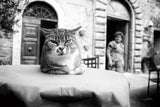 Cafe Cat by Aledanda. SKU 101053i. Archival Giclee Fine art print for wall decor.