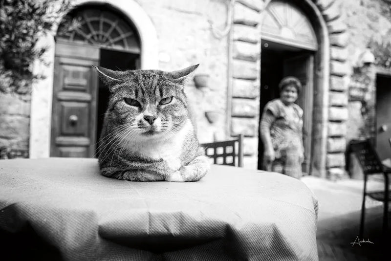 Cafe Cat by Aledanda. SKU 101053i. Archival Giclee Fine art print for wall decor.