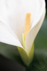 Calla Lily by Aledanda. SKU 37463h. Archival Giclee Fine art print for wall decor.