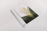 Calla Lily by Aledanda. shown as a rolled paper print. Available as archival giclee rolled canvas, fine art paper, or poster print. SKU 37463h.