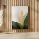 Calla Lily by Aledanda. shown as over sized large wall art. Available as an archival giclee rolled canvas, fine art paper, or poster print. SKU 37463h.