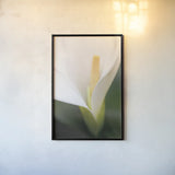Calla Lily by Aledanda. shown as a paper print in a black flame. Available as a archival giclee rolled canvas, fine art paper, or poster print. SKU 37463h.