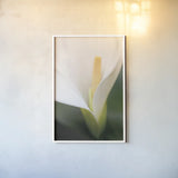 Calla Lily by Aledanda. shown as a paper print in a white frame. Available as a archival giclee rolled canvas, fine art paper, or poster print. SKU 37463h.