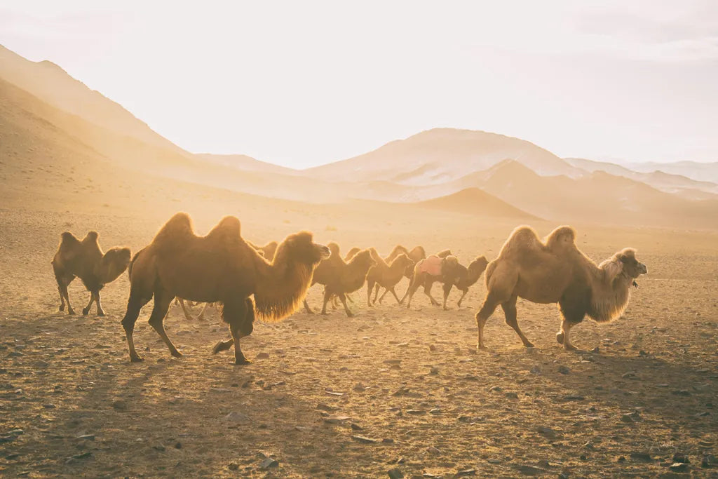 Camels on the Move by Aledanda. SKU 63224i. Archival Giclee Fine art print for wall decor.
