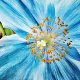 Clematis by Aledanda. SKU 37457a. Archival Giclee Fine art print for wall decor.