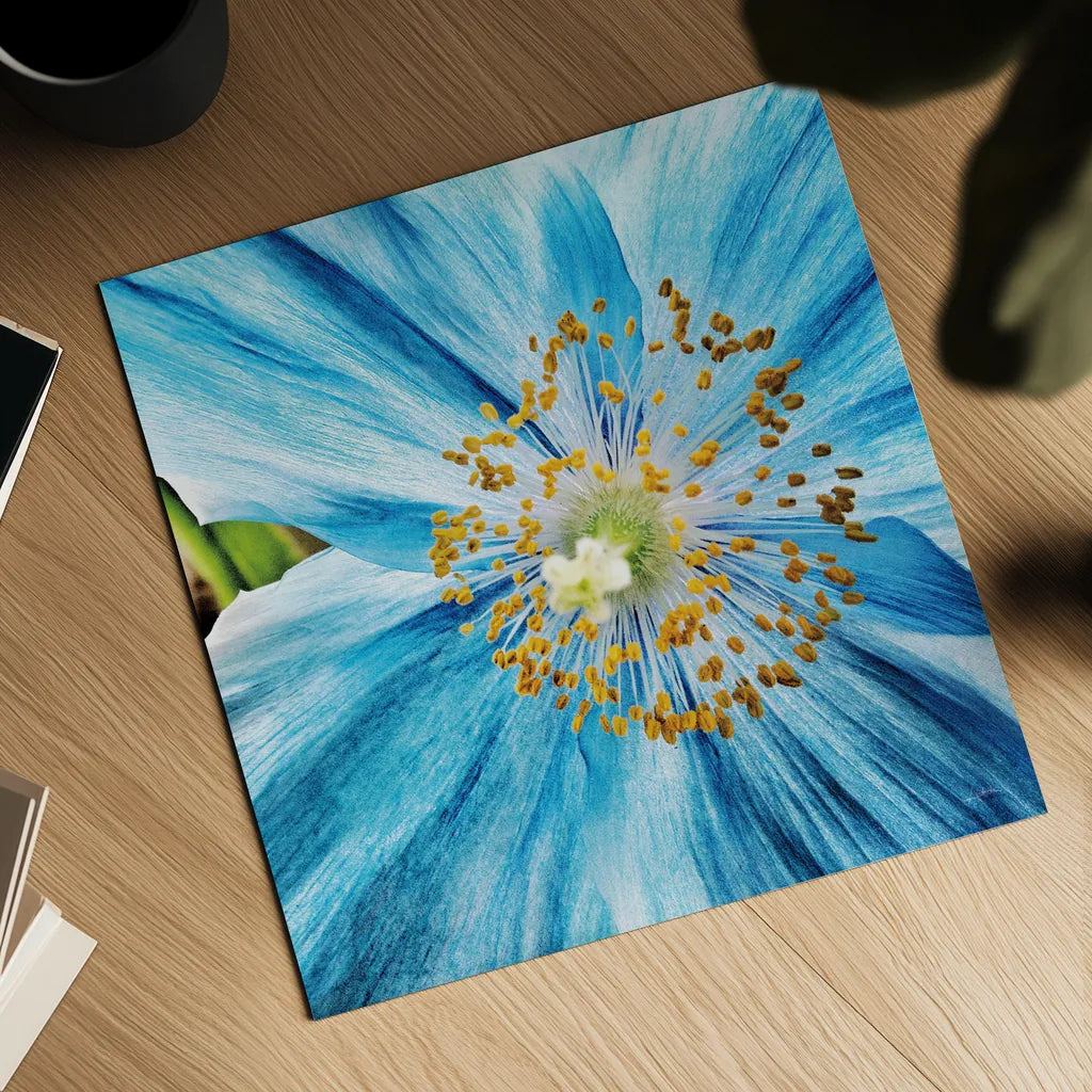 Clematis by Aledanda. Shown as a detailed flat fine art print, highlighting archival giclee quality. Available as an archival giclee rolled canvas, fine art paper, or poster print. SKU 37457a.