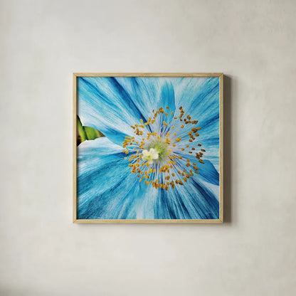 Clematis by Aledanda. Shown in a natural wood glass frame for a timeless modern aesthetic. Available as an archival giclee rolled canvas, fine art paper, or poster print. SKU 37457a.