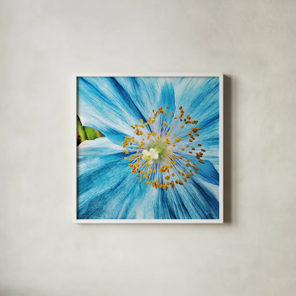 Clematis by Aledanda. Shown in a crisp white glass frame for a clean and minimalist style. Available as an archival giclee rolled canvas, fine art paper, or poster print. SKU 37457a.