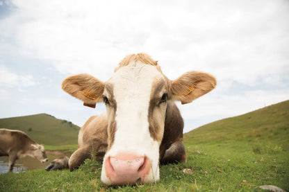 Close Up I by Aledanda. SKU 38291i. Archival Giclee Fine art print for wall decor.